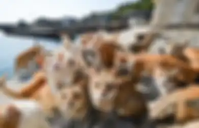 Di Pulau Ini Jumlah Kucing Liar Berkali-kali Lipat Melebihi Populasi Manusia, Terkuak Fakta Sebenarnya  yang Bikin Takjub