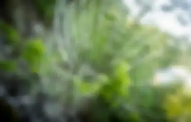 Dijamin Kabur Engga Balik Lagi, Begini Cara Usir Laba-laba Cuma Pakai Bahan Rumahan, Semudah Itu!