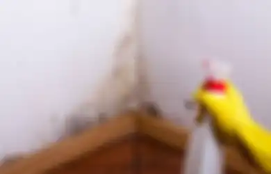 Kesehatan Anggota Keluarga Bisa terancam Jika Dibiarkan, Kenali 3 Penyebab Dinding Rumah Berjamur dan Menghitam Serta Cara Mengatasinya
