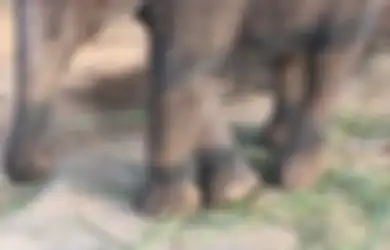 Bayi Gajah Dilaporkan Terisolasi di Gubug dan Kakinya Dirantai hingga Tak Bisa Meregangkan Kaki Saat 'Tak Mengemis Kepada Turis' Demi Uang, Pelancong: Tak Punya Akses ke Air Bersih dan Makanan