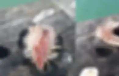 Dikira Rumput Laut, Makhluk Aneh Ini Kemudian Menggeliat, Ternyata Sangat Beracun dan Dapat Sebabkan Kesakitan yang Bertahan Berjam-jam Karena Sengatannya: Gerakannya Seperti Cacing