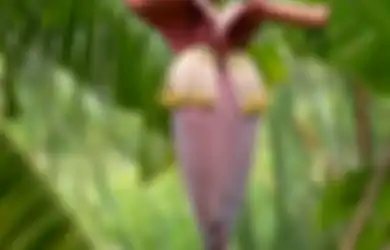 Tips Kesehatan Tumpas Tekanan Darah Tinggi Modal Jantung Pisang, Begini Manfaatnya