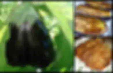 3 Manfaat Terong untuk Menjaga Ginjal Anda Gara Tetap Sehat, Anda Bisa Rendam Dulu Dalam Lemon atau Minyak Zaitun!