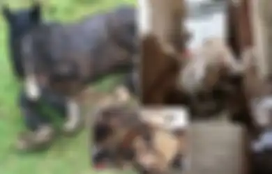 Mengerikan, 51 Binatang Termasuk Anjing, Kucing, dan Kuda Dibiarkan Kelaparan Sampai Mati di Sebuah Rumah Ini, Mereka Ditemukan Tertutup Muntahan dan Kotoran serta Dikelilingi Bangkai-bangkai Lainnya
