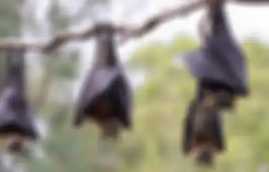 Selain Corona, Ini 6 Penyakit Mematikan yang Menular dari Hewan ke Manusia, Termasuk Rabies yang Membunuh Sekitar 55.000 Orang Tiap Tahun