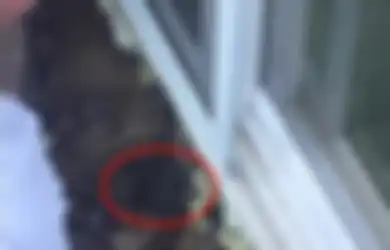 Kerap Melihat Kepala Hewan Ini Muncul dari Lantai, Pasangan Ini Syok dan Ketakutan Mengetahui Rumahnya Adalah Sarang Ratusan Hewan Mematikan Ini, Hidupnya Sampai Tidak Bisa Tenang