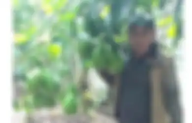 Kisah Iskandar Budi Daya Alpukat Seberat 2 Kg Sebesar Kepala Bayi, Sekali Panen Bisa Naik Haji dan Beli Honda Jazz