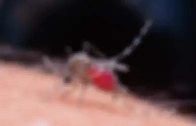 Mulai Sekarang Tinggalkan Obat Nyamuk, Ternyata Hanya Butuh Lakukan 5 Cara Ini Anda Bisa Bebas Dari Gigitan Nyamuk, Nyesel Baru Tau Trik Ini