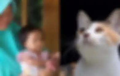 Bocah Asal Sragen yang Jari Tangnnya Digigit Kutu Kucing Meninggal, Benarkah Kutu Kucing Bisa Membunuh Manusia?