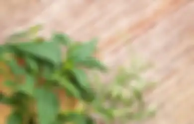 Ternyata Tumbuhan Ini Bisa Membuat Wajah Terlihat Awet Muda dan Sehat