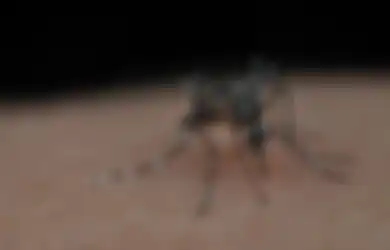 Waspada! Bulan Maret Disebut sebagai Puncak DBD, Kemenkes Beri Peringatan untuk Para Orangtua Tentang Kasus Kematian Anak