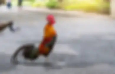 Bukan Sekedar Mitos, Hal Ini yang akan Terjadi Jika Ayam Jago Berkokok Tengah Malam atau Angsa Tidur Berdiri dengan Satu Kaki, Coba Perhatikan!