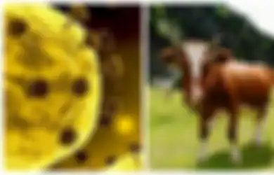 Tak Gubris Kata Para Ahli, Sebuah Kelompok Hindu di India Minum Air Kencing Sapi Demi Tangkal Virus Corona, 200 Orang Hadir!