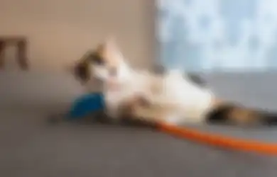 Pecinta Kucing Wjaib Tahu! 5 Fakta Soal Ekor Kucing, Salah Satunya Jadi Alat Bantu Komunikasi 
