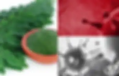 Tak Cukup Jadi Ungkapan dan Azimat Kesaktian, Daun Kelor Kembali Unjuk 'Keajaiban' karena Terbukti Mengandung Senyawa Penangkal Virus Corona