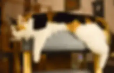 Kumpulan Doa Harian, Inilah Tata Cara dan Bacaan Saat Mengubur Kucing Sesuai Anjuran Rasulullah SAW