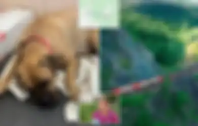Tempuh Jarak 200 Kilometer Melintasi Hutan Terpencil, Anjing Ini 'Berurai Air Mata' dalam Perjalanan Pulang ke Rumah Majikan yang 'Membuangnya'
