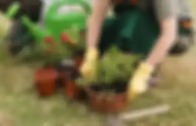 Usir Rasa Jenuh dan 5 Manfaat Berkebun yang Sayang Kalau Dilewatkan