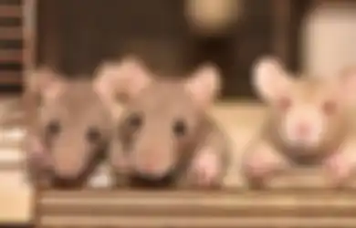 Ramai dan Heboh Tentang Hantavirus, ini yang Perlu Anda Ketahui Tentang Penyebaran dan Gejala yang Ditimbulkan, Justru Tidak Menyebar Lewat Udara