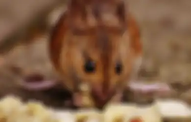 Dijamin Langsung Minggat! Begini Cara Ampuh Usir Tikus dari Rumah Secara Alami