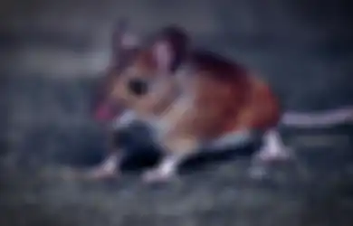 Muncul Hantavirus di China, Ahli Sebut Masyarakat Nggak Perlu Khawatir karena Hal Ini