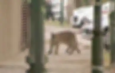 Sementara Kota Sedang Dikarantina Karena COVID-19, Seekor Puma Liar Tertangkap Kamera Berkeliaran di Jalanan Umum: Mereka Biasanya Hewan Pemalu