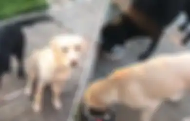 Bosen Nggak Ada Kerjaan, Komentator Olahraga Ini Komentari Anjing-anjingnya yang Lagi 'Lomba' Makan
