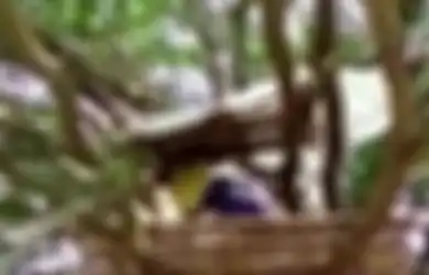 Takut Terinfeksi Virus Corona, Keluarga Ini  Memilih Tinggal di Atas Pohon Untuk Menjaga Jarak Aman, 'Kami Merasa Baik-baik Saja di Sini'