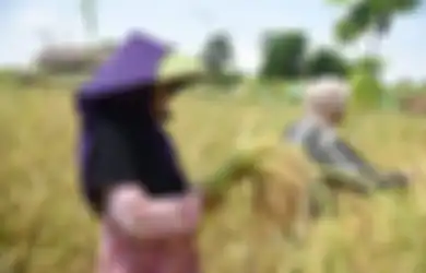 Bagai Angin Segar di Tengah Pandemi, Wujudkan Ketahanan Pangan Nasional, Kementan Berikan Bantuan Padat Karya