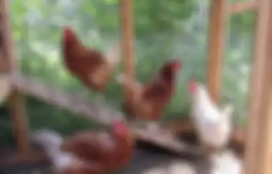 'Inggris Darurat Telur,' Pencurian Ayam Kini Makin Marak di Tengah-tengah Pandemi Virus Corona, Peternak: 'Saya Harus Menggembok dan Merantai Ayam Saya'