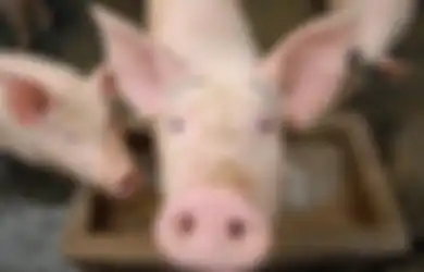 Pabrik Pengolahan Daging Babi: Cerita yang   Belum Terungkap di Balik Pusat Wabah Covid-19 Terbesar di   Amerika Serikat