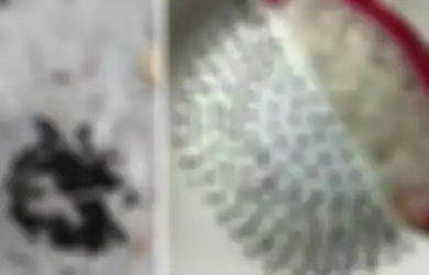 Bosen Karantina di Rumah, Siswi Ini Pisahin Biji dari Buah Naga Terus Dihitung