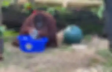 Video Viral Orangutan Ini Ingatkan Kita untuk Rajin Cuci Tangan, Jangan Mau Kalah!