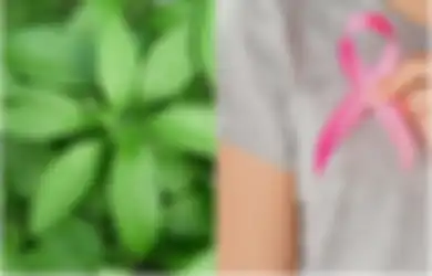 Manfaat Tanaman Obat Daun Dewa untuk Kesehatan, Termasuk Obati Batuk Hingga Cegah Kanker