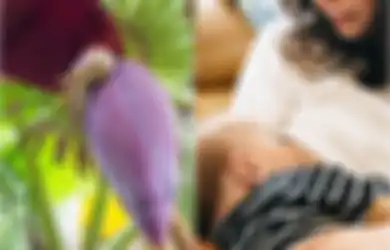 Ibu Menyusui Jangan Ragu Lagi untuk Makan Jantung Pisang, Karena Manfaat Jantung Pisang Termasuk Perbanyak Air Susu Ibu