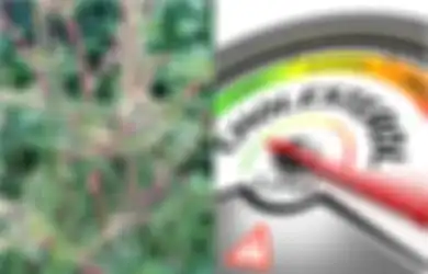 Ini 13 Manfaat Bayam Duri Merah Sebagai Tanaman Obat, Termasuk Turunkan Kolesterol dan Hilangkan Varises