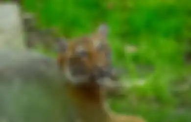 Menyusul Anjing dan Kucing, Dunia Kini Mencatat Kasus Pertama Infeksi Virus Corona Baru ke Harimau, Ini Alasan Mengapa Virus Corona Bisa Berpindah Inang Dengan Cepat