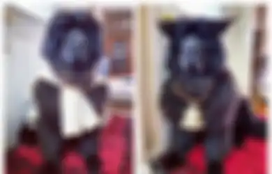 Ngobatin Bosen Selama Lockdown, Pemilik Anjing Ini Ubah Gaya Rambut Peliharaannya Tiap Hari