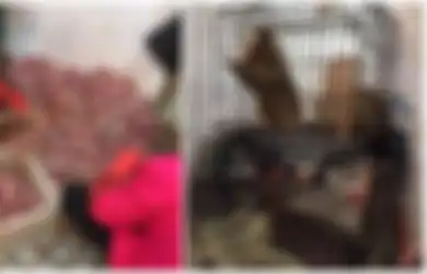 Bukan Hewannya, Tapi Kondisi Tak Layak Inilah yang Bikin Virus-virus Jadi Begitu 'Sakti' di Pasar Wuhan yang Kini Sudah Dibuka Kembali