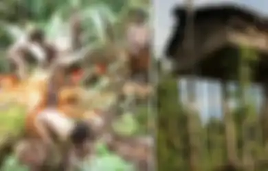 Inilah Rumah Adat Suku Korowai, Baru Ditemukan 30 Tahun yang Lalu dan Diami Rumah Pohon di Bumi Papua, Ini Alasan Mereka Masih Tinggal di Rumah Pohon