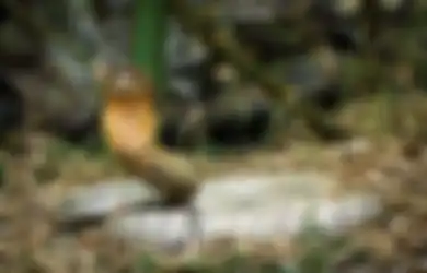 Heboh Ular Jadi Tontonan Karena Bertapa Selama 4 Tahun Tanpa Berpindah Tempat, Panji Petualang Ikut Berkomentar Seperti Ini saat Fenomena Tersebut Dikaitkan dengan Jin dan Hal Gaib
