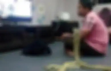 Edan! Pria Ini Nikahi Ular Kobra Sepanjang 3 Meter, Ngaku Sering Tidur Bareng Hingga Piknik Layaknya Sepasang Kekasih