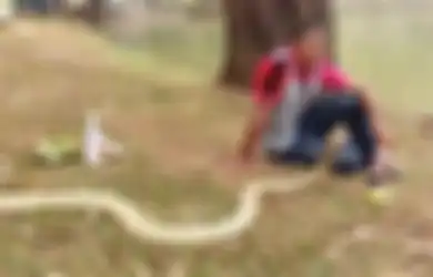 Dianggap Seperti Kekasih Hati, Pria ini Nikahi Ular Kobra Panjang 3 Meter Sampai Ngaku Sering Tidur dan Piknik Bareng Bak Sejoli