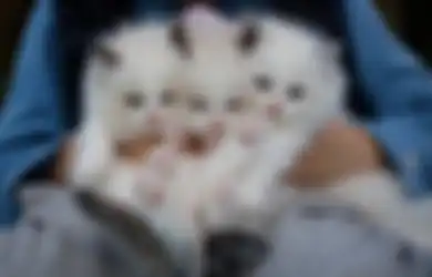 Pecinta Kucing Harus Tahu, Ternyata Ada 6 Aroma yang Bikin Hewan Peliharaan Tak Betah di Dekatmu