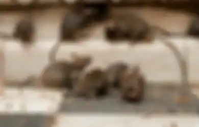 'Ini Tidak Seharusnya Terjadi', Ilmuwan Dibuat Bingung saat Tikus Menginfeksi Manusia dengan Hepatitis Jenis Baru
