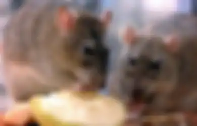 Tak Perlu Beli, Basmi Saja Tikus yang Berkeliaran di Rumah dengan Baking Soda, Begini Caranya!