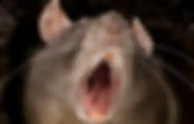 Termasuk Menggunakan Tikus-tikus Lapar, Ini 7 Hukuman Mati Paling Kejam dan Tidak Biasa Zaman Sejarah