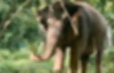 Hewan pun Rasakan Dampak Virus Corona, Gajah di Thailand Terancam Kelaparan Gara-gara Kunjungan Turis Menurun, Terpaksa Diberi Pakan Tak Seperti Menu Biasanya