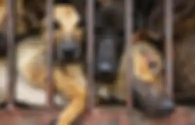 Corona Makin Ganas, Ada Dokter yang Malah Klaim Makan Daging Anjing dan Kucing dapat Melawannya, Penjualan pun Kembali Meningkat