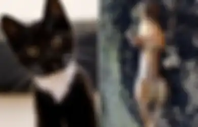Di Vietnam Kucing Hitam Laris Diburu Untuk Dibantai Kemudian Dikonsumsi Karena Diyakini Sebagai Obat Virus Corona